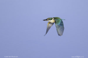 Whangateau Kingfishers