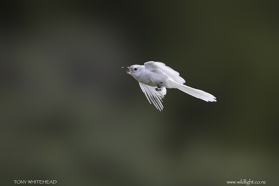 Another Feast of Fantails