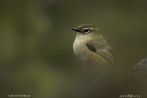 Bird Photography Tips – Out of Focus Foreground Elements