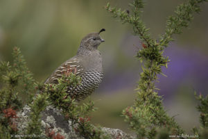 California Quail