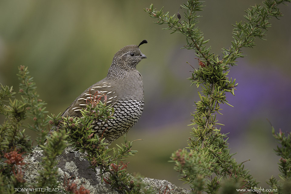 California Quail