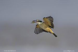 Little Waihi Kingfishers