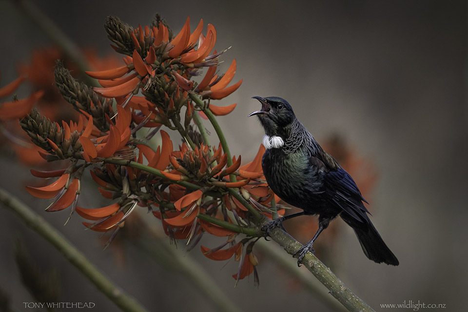 Waitakere Birds