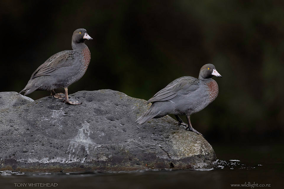 A pair of Tongariro River Blue Ducks resting on rock in midstream