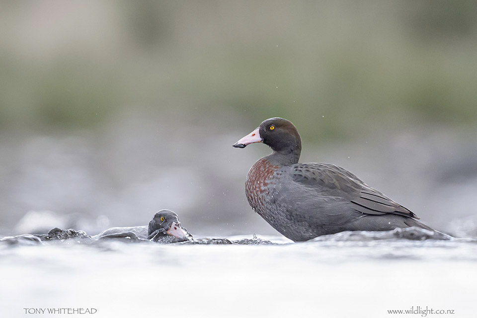 Blue Ducks at the heda of a rapid. One resting and one feeding.