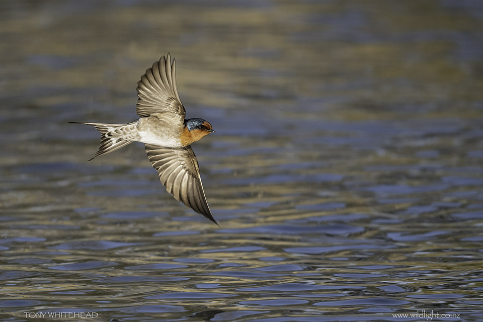 Welcome Swallow in flight over Lake Rotorua showing the lovely patterns of the feathers under the wings
