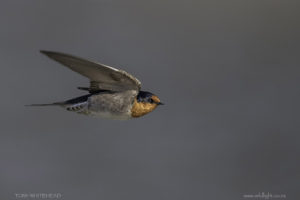 Photographing Swallows in Flight