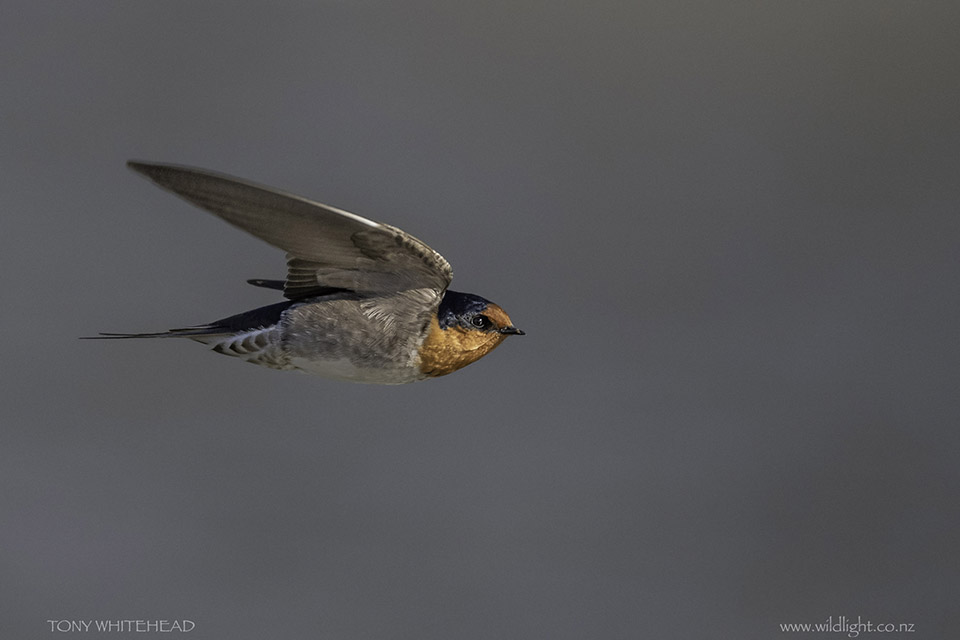 A Welcome Swallow jets past at Matata Lagoon