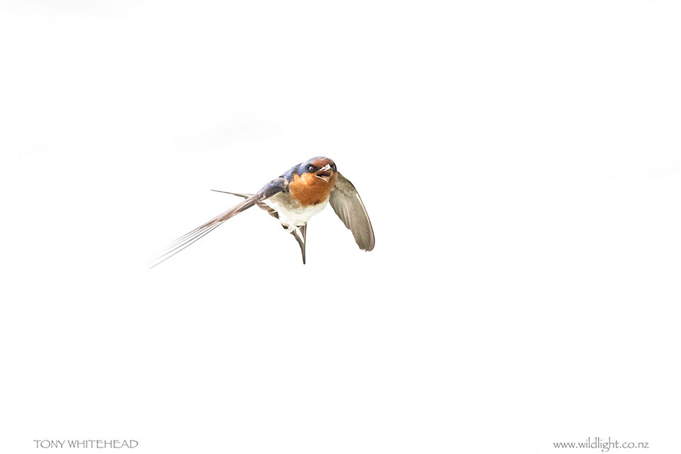 Welcome Swallow about to pluck a midge from the air