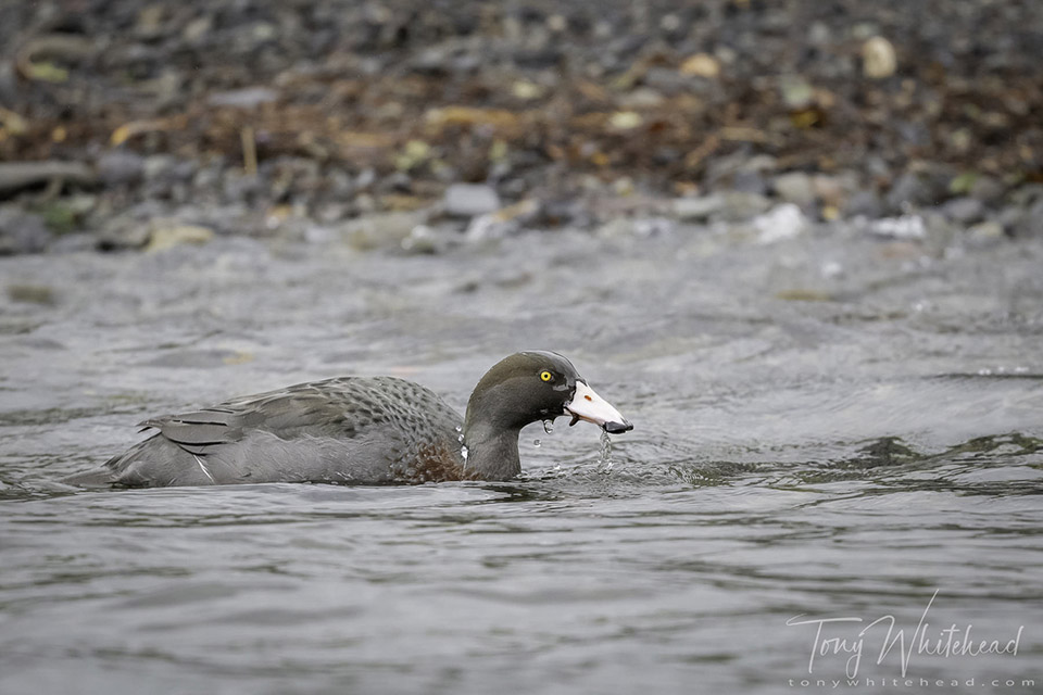 Blue Duck feeding upstream. An aquatic invertebrate (probable caddis larva) foraged from beneath a rock can be seen in the bill.