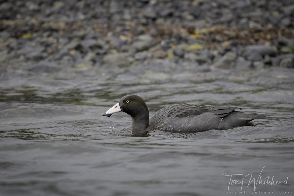 Blue Duck heading back downstream after feeding up to the head of the run.