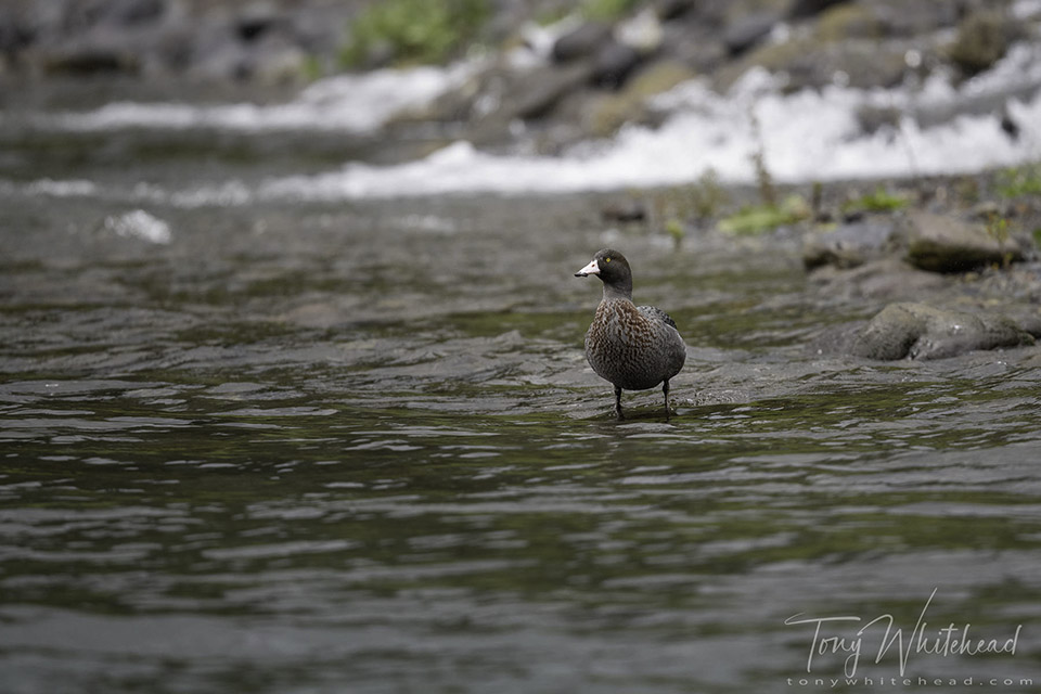 Blue Duck raising his head as a prelude to launching into upstream flight.