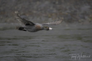 Blue Duck in Flight. A Ten Year Mission