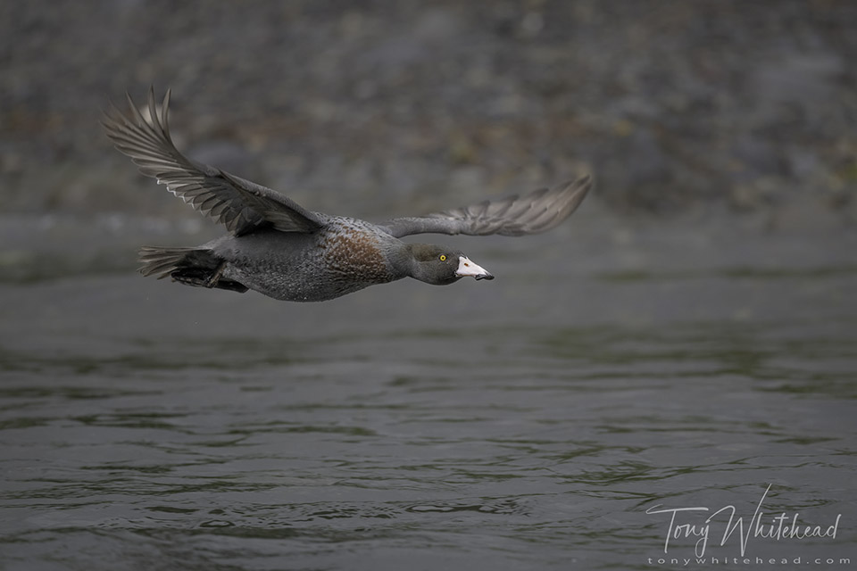 Blue Duck in flight.