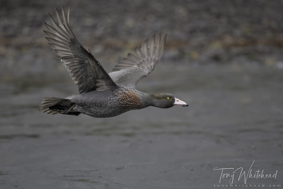 Blue Duck in Flight