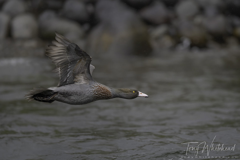 Final useful frame in the sequence as the Blue Duck was directly across form me before angling around the curve in the river.