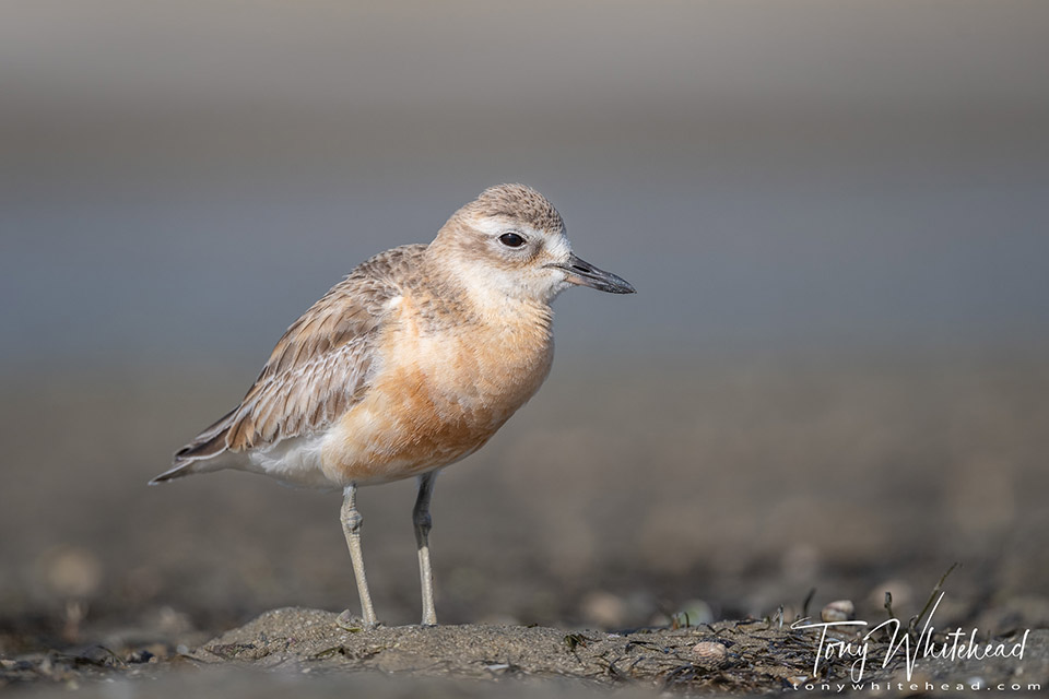 Photo of a New Zealand Dotterel photographed using the groundpod.