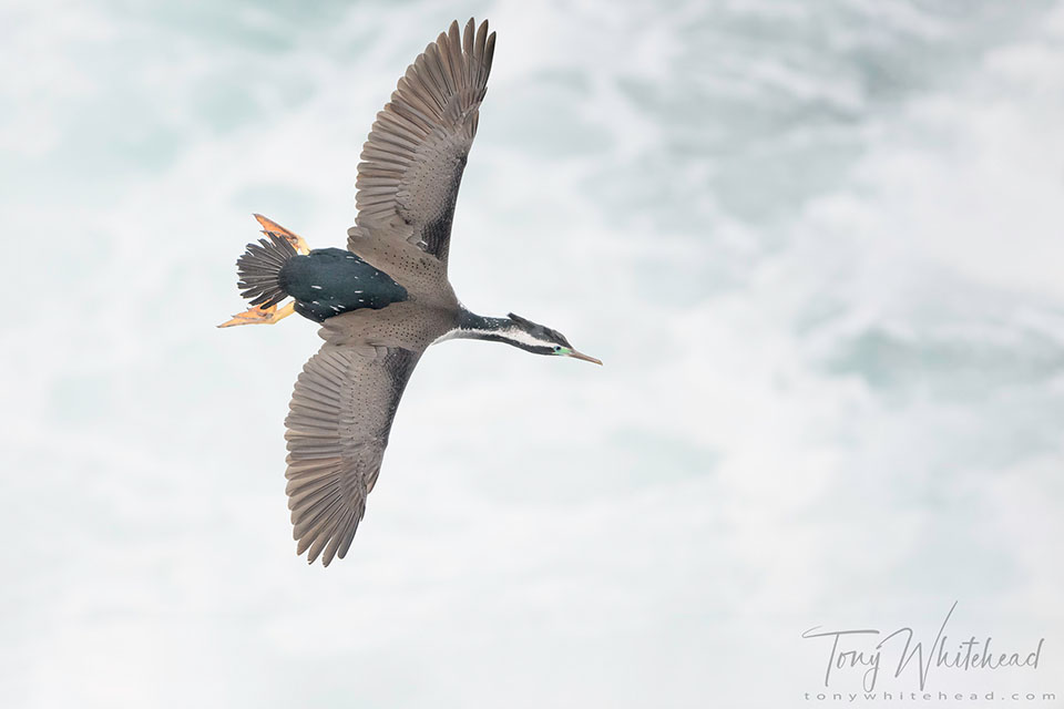 Spotted Shag flying, Taiaroa Head, Otago Peninsula