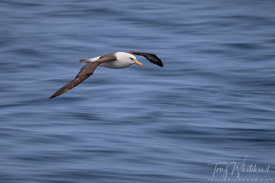 Campbell Albatross