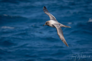 Light-mantled Albatross in Perseverance Harbour