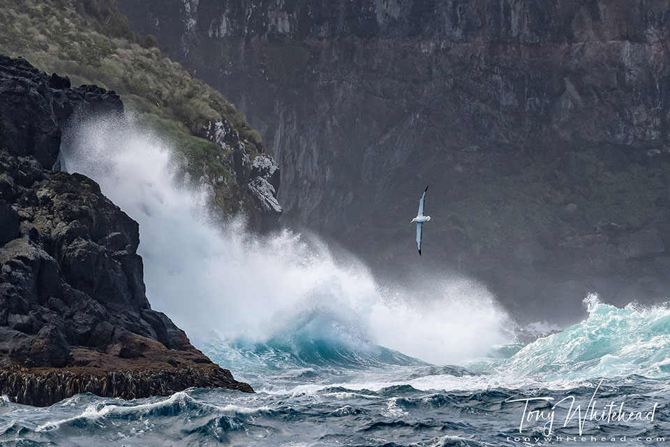 A southern Roral alabtross flies above waves from the Southern Ocean as they pound into the basalt cliffs of Campbell Island