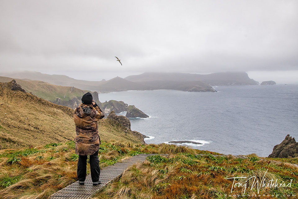 Photo showing a photographer photographing flying Southern Royal Albatross, Campbell Island