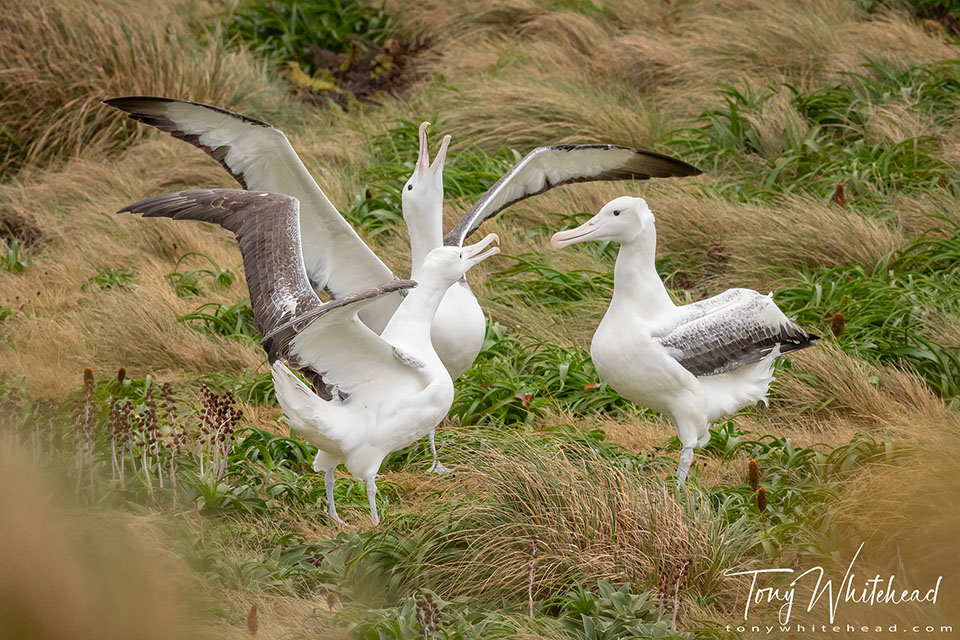Photo illustarting out of focus foreground element s in image of gamming albatross