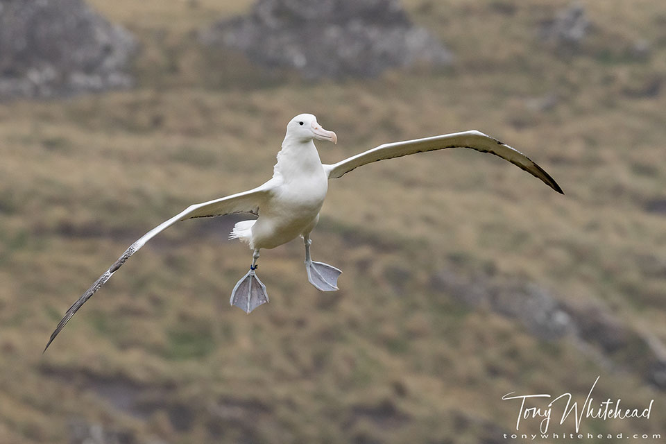 photo of a young Southern Royal Albatross coming in to land.