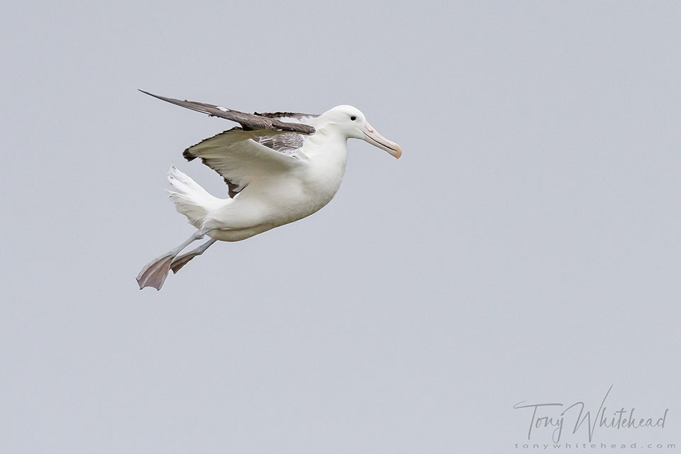 Photo of another young Southern Royal Albatross drops in to join the gamming group.