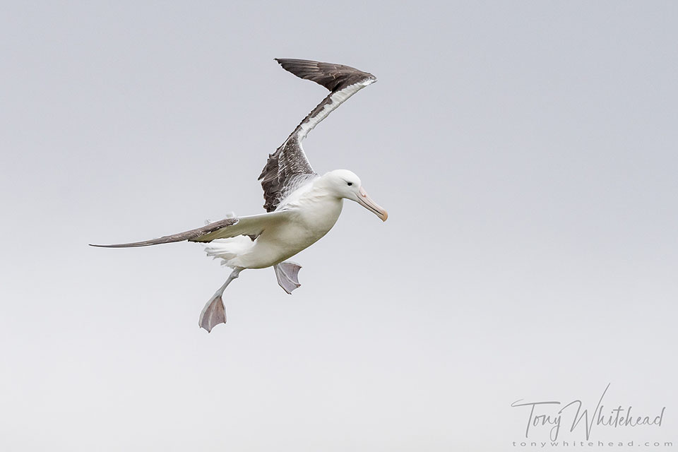 Photo of a Southern Royal Albatross about to land