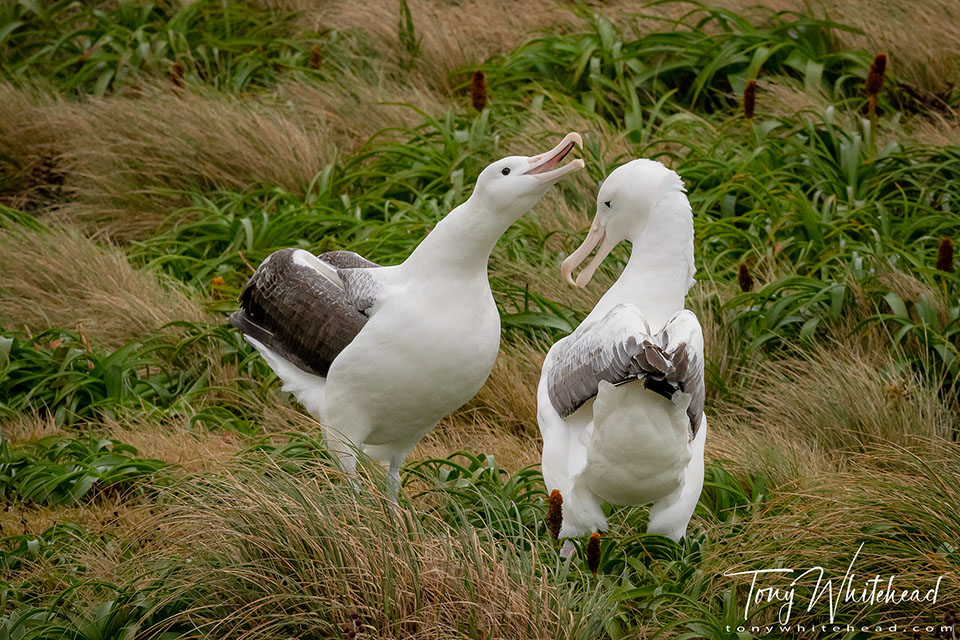 photo of gamming Southern Royal Albatross