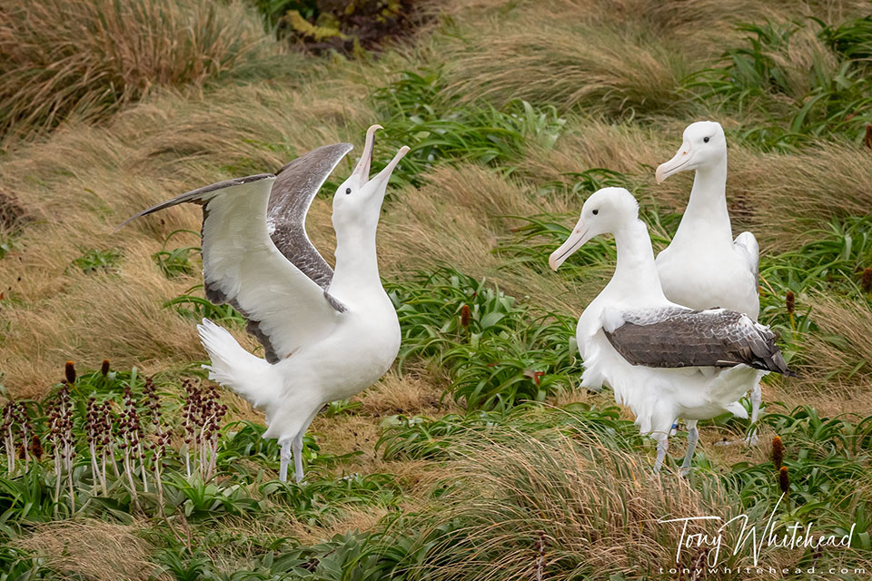 Photo of a Southern Royal Albatross sky call displaying