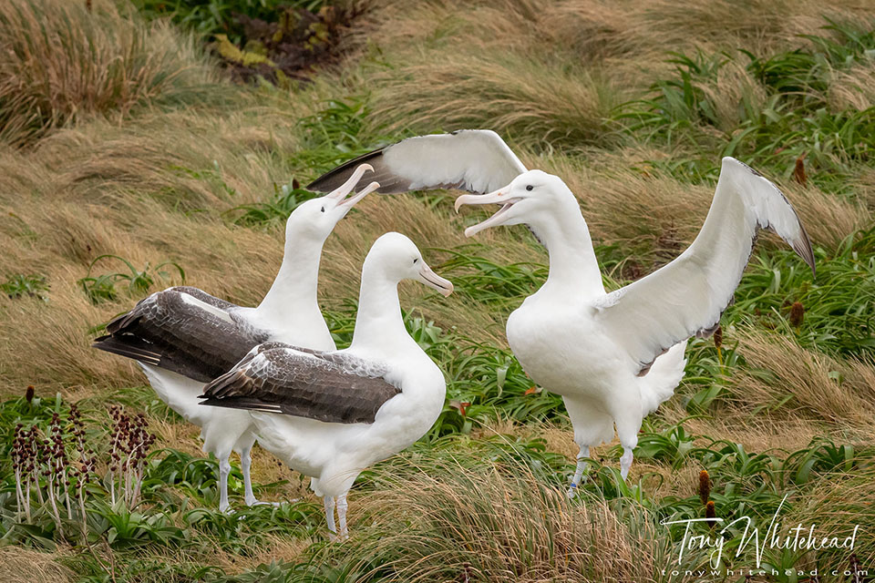 Photo of a Southern Royal Albatross displaying