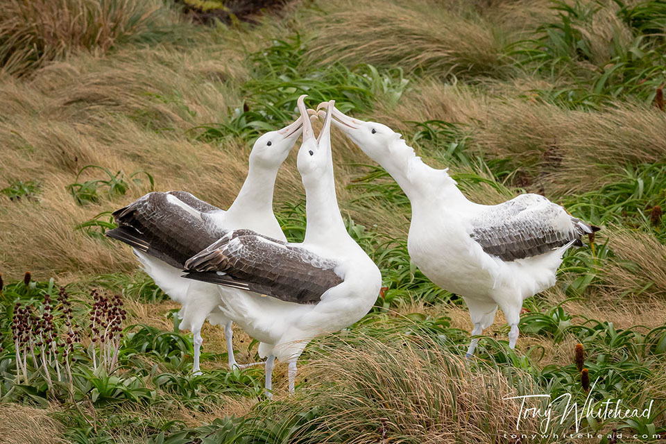 Photo of a Southern Royal Albatross bill snapping display.