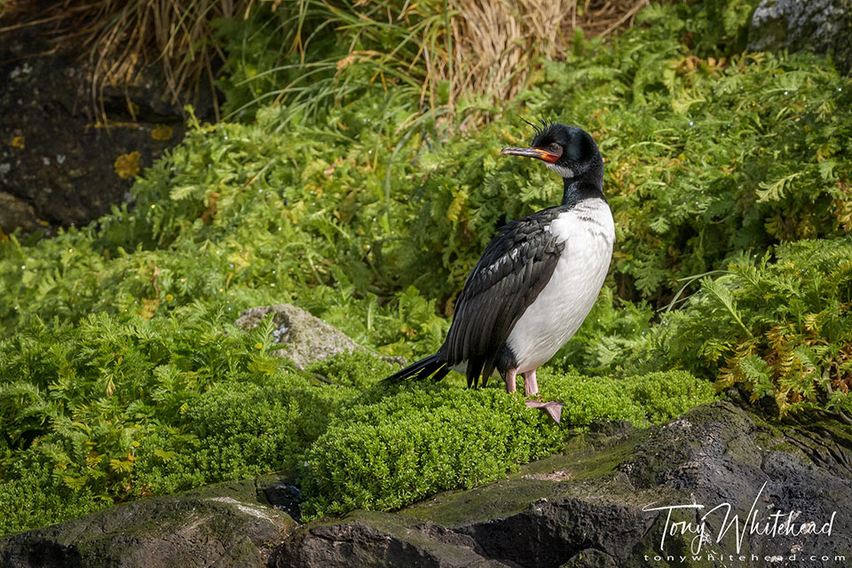 Photo of Campbell Island Shag showing pink legs and feet.