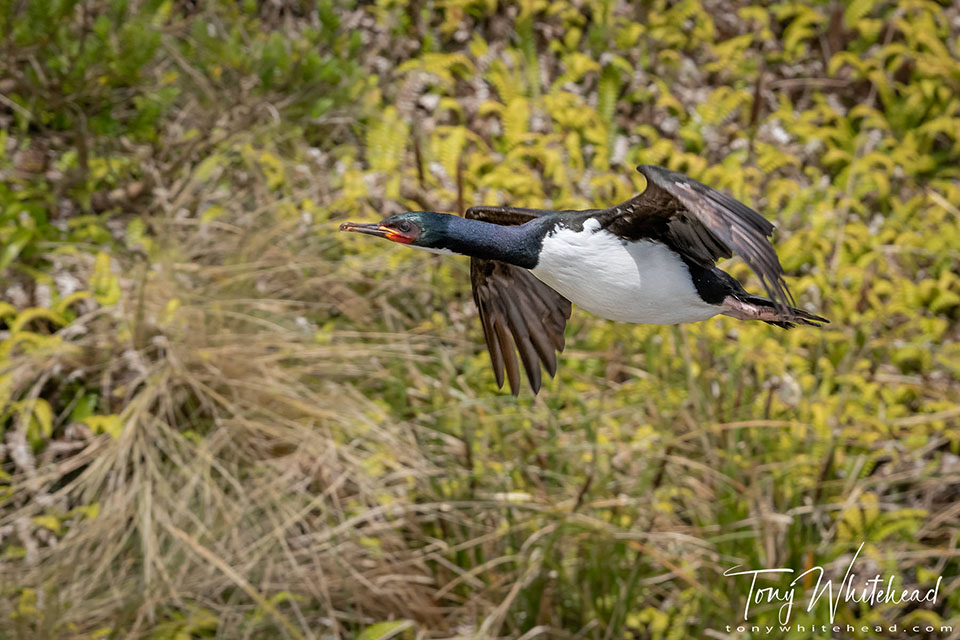 Photo showing a Campbell Shag in flight against a background of fern and tussock.