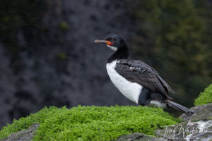 Campbell Island Shag