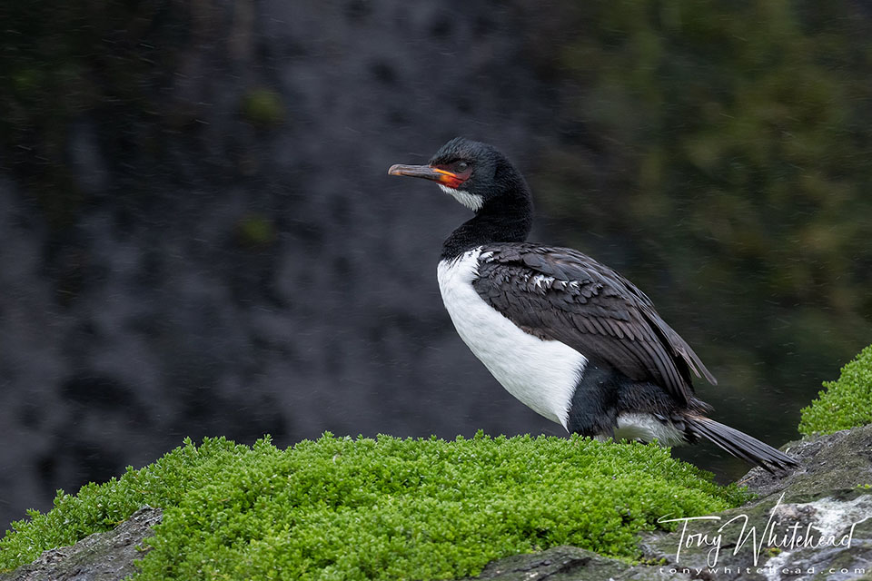 photo showing a Campbell Island Shag resting in some driving light rain