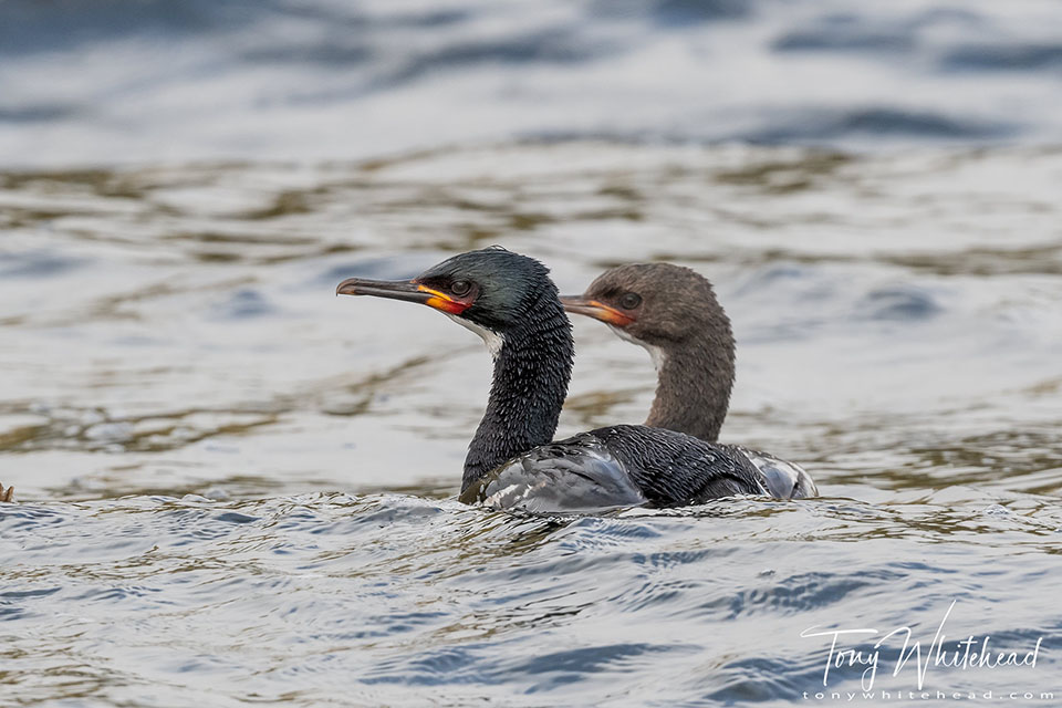 photo showing an adult and juvenile Campbell Island Shag swimming together