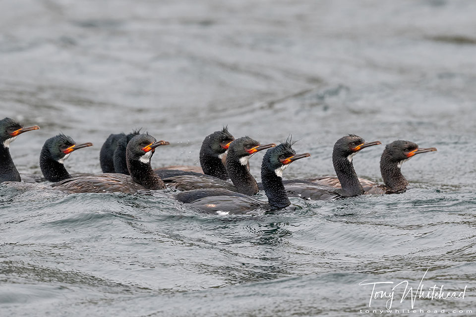 Photo showing a group of Campbell Island Shags swimming together as they hunt fish
