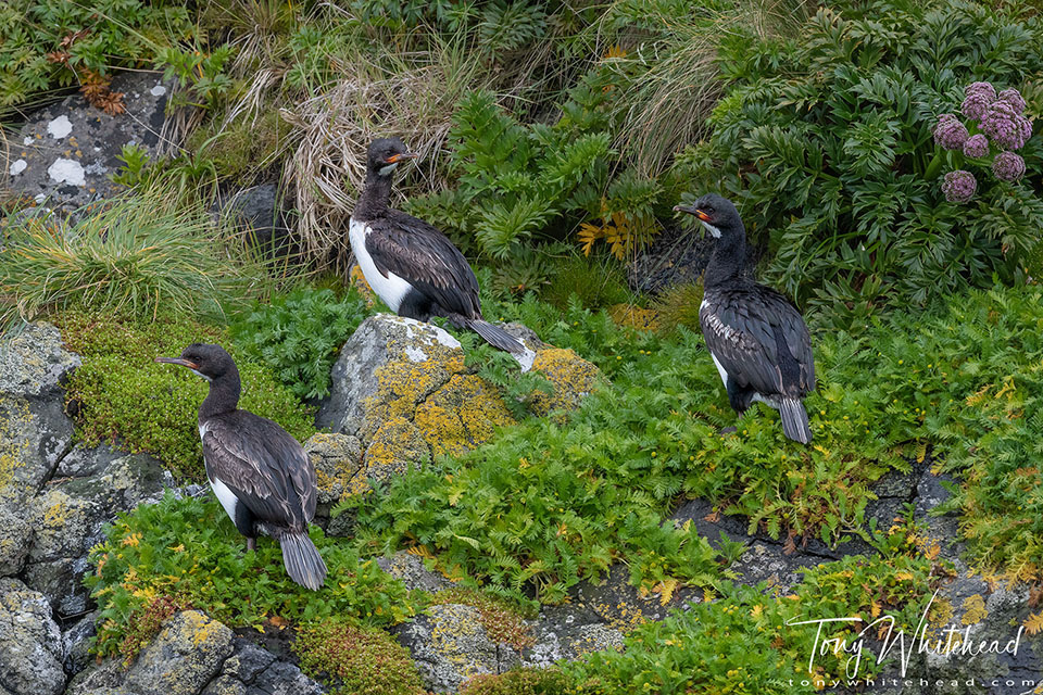 photo showing Campbell Island Shags resting near a flowering Campbell Island Carrot (Anisotome latifolia)