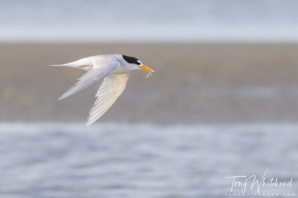 Photo showing a Fairy Tern in flight carrying a fish back to his mate