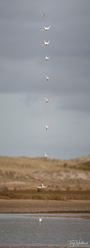 photo showing a vertical stiched panorama of a Fairy Tern dive sequence