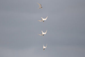 Fairy Tern Dive