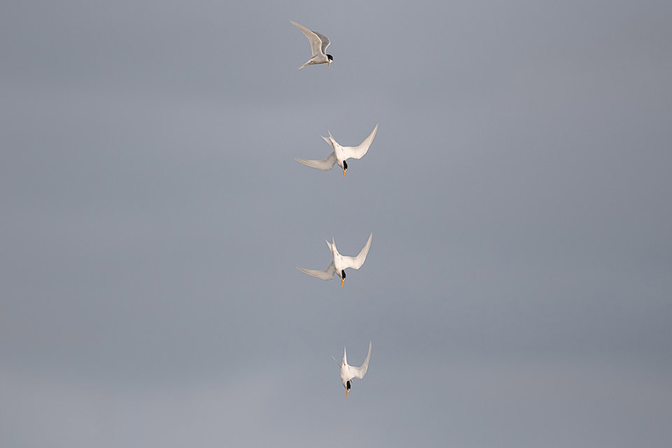 Fairy Tern Dive