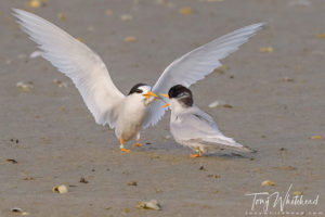 Another Fairy Tern Courtship Feeding sequence