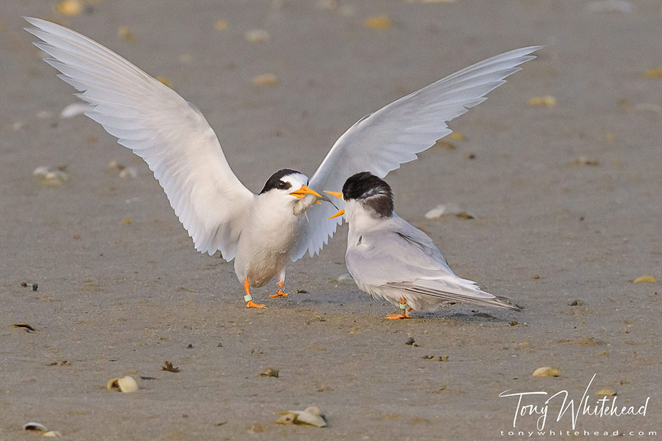 Another Fairy Tern Courtship Feeding sequence