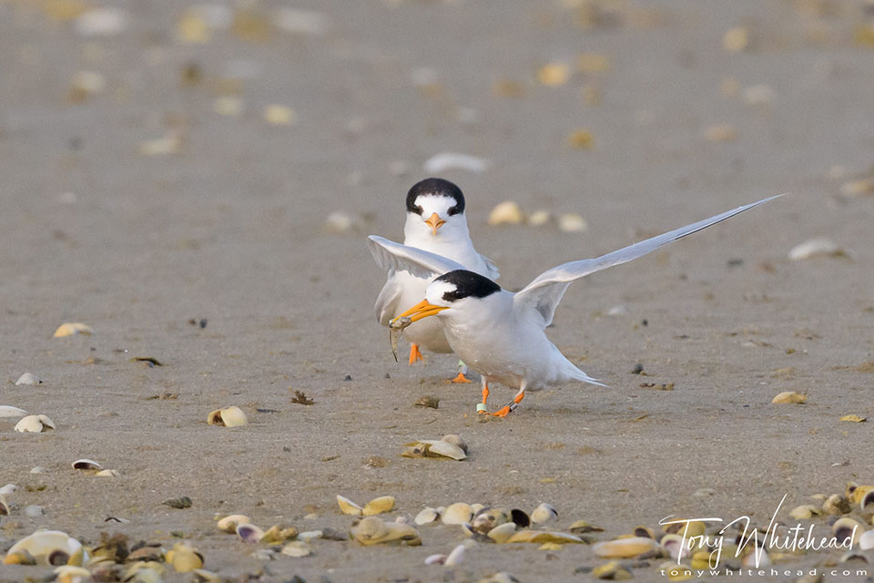Photo showing a Fairy Tern landing near his partner with his offering