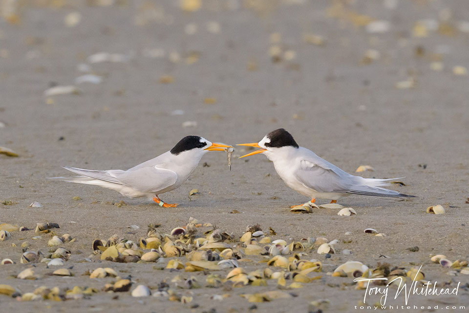 Photo showing Fairy Tern offering a fish to his partner