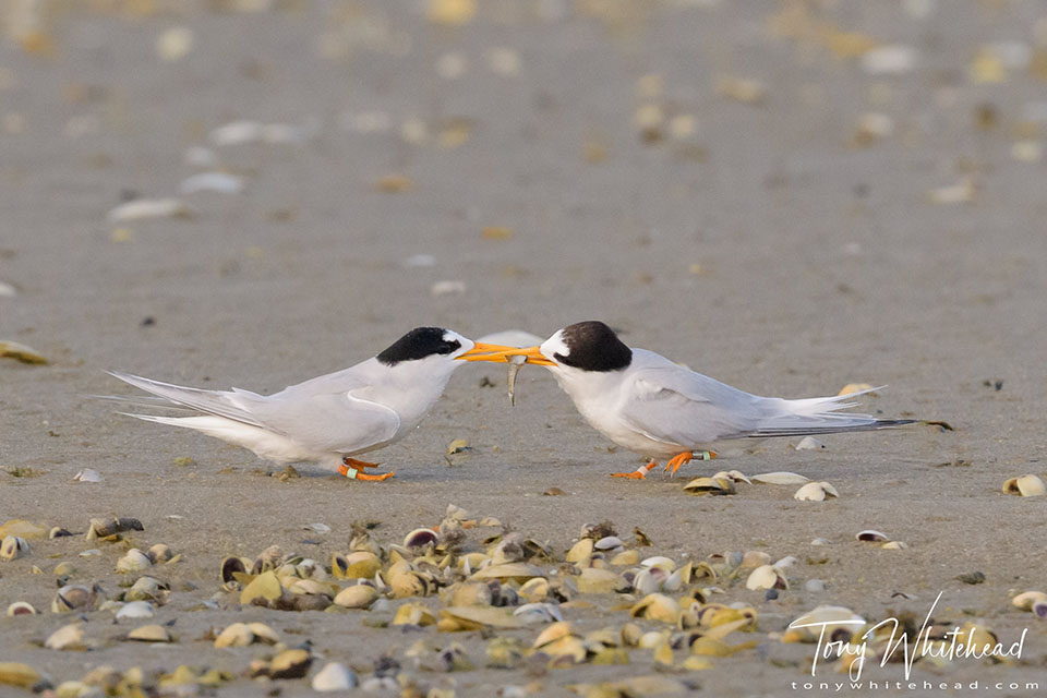 Photo showing a Fairy Tern giving a fish to his partner